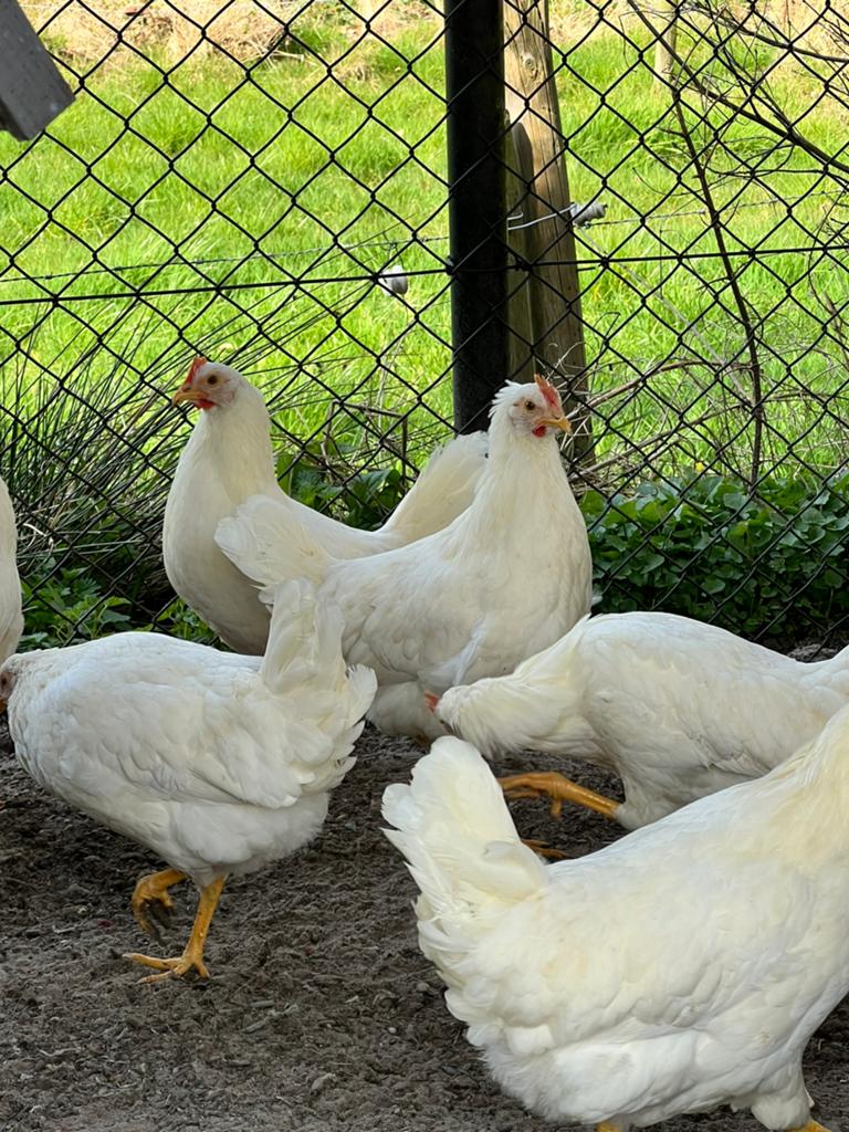 Witte leghennen / kippen, Vrouwelijk, Kip