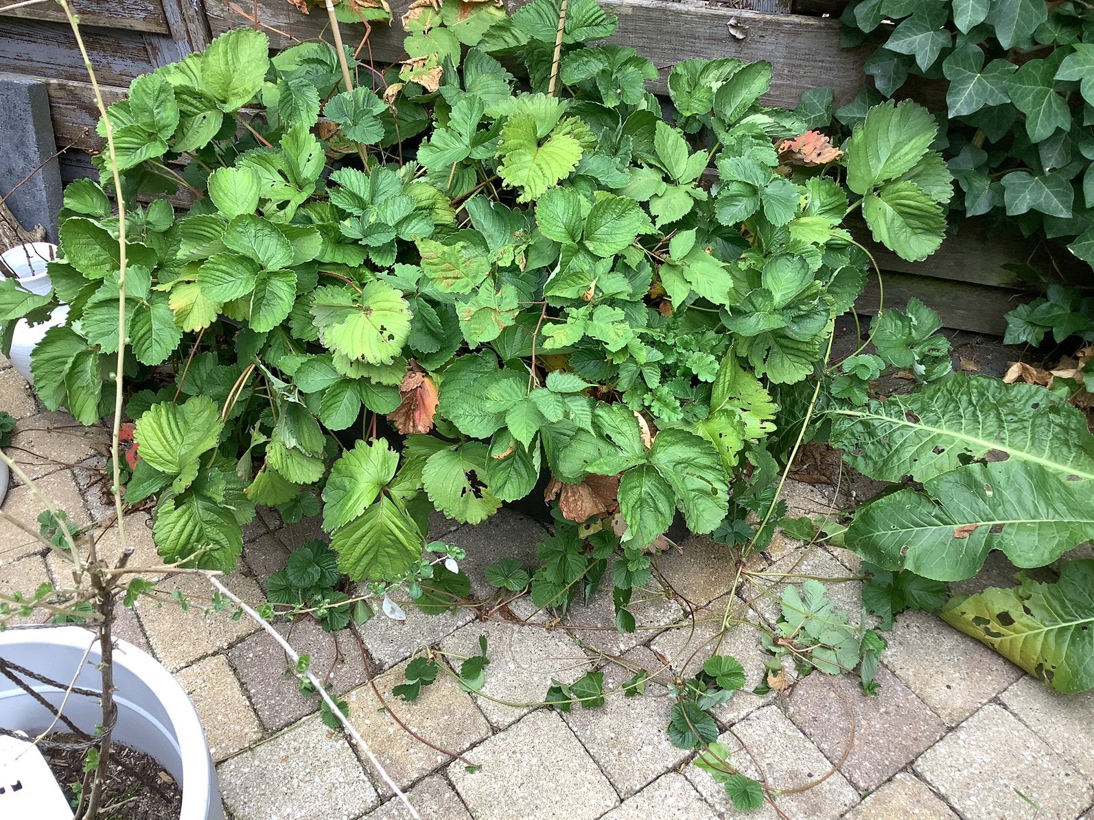 Aardbeienplanten met uitloperes, zonder bak, Ophalen, Overige soorten, Volle zon