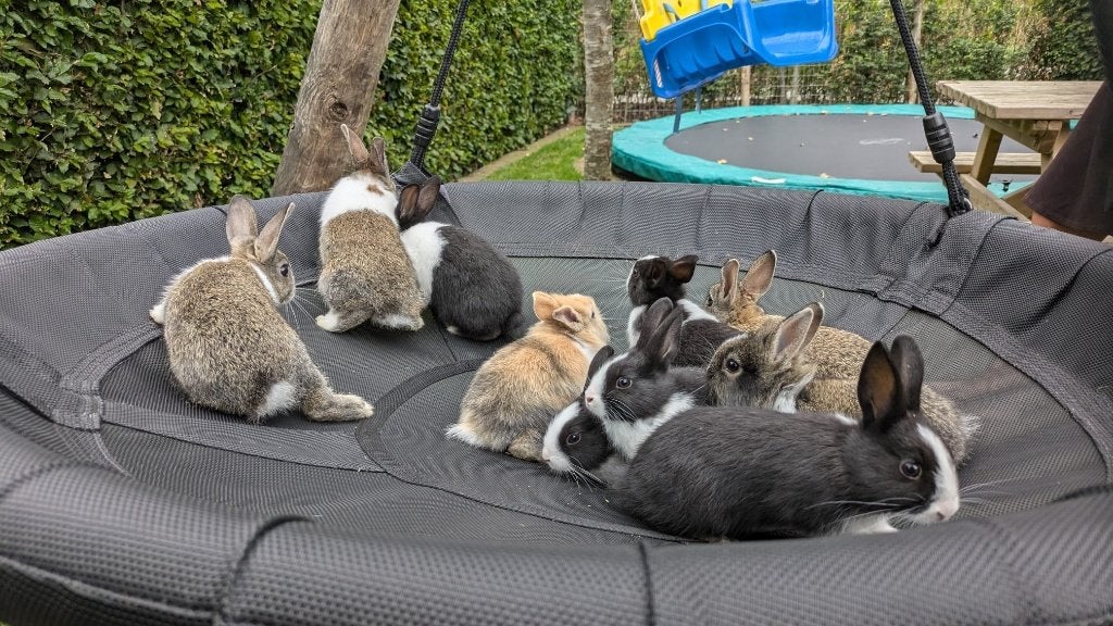 lieve tamme konijntjes, Meerdere dieren, Klein, 0 tot 2 jaar