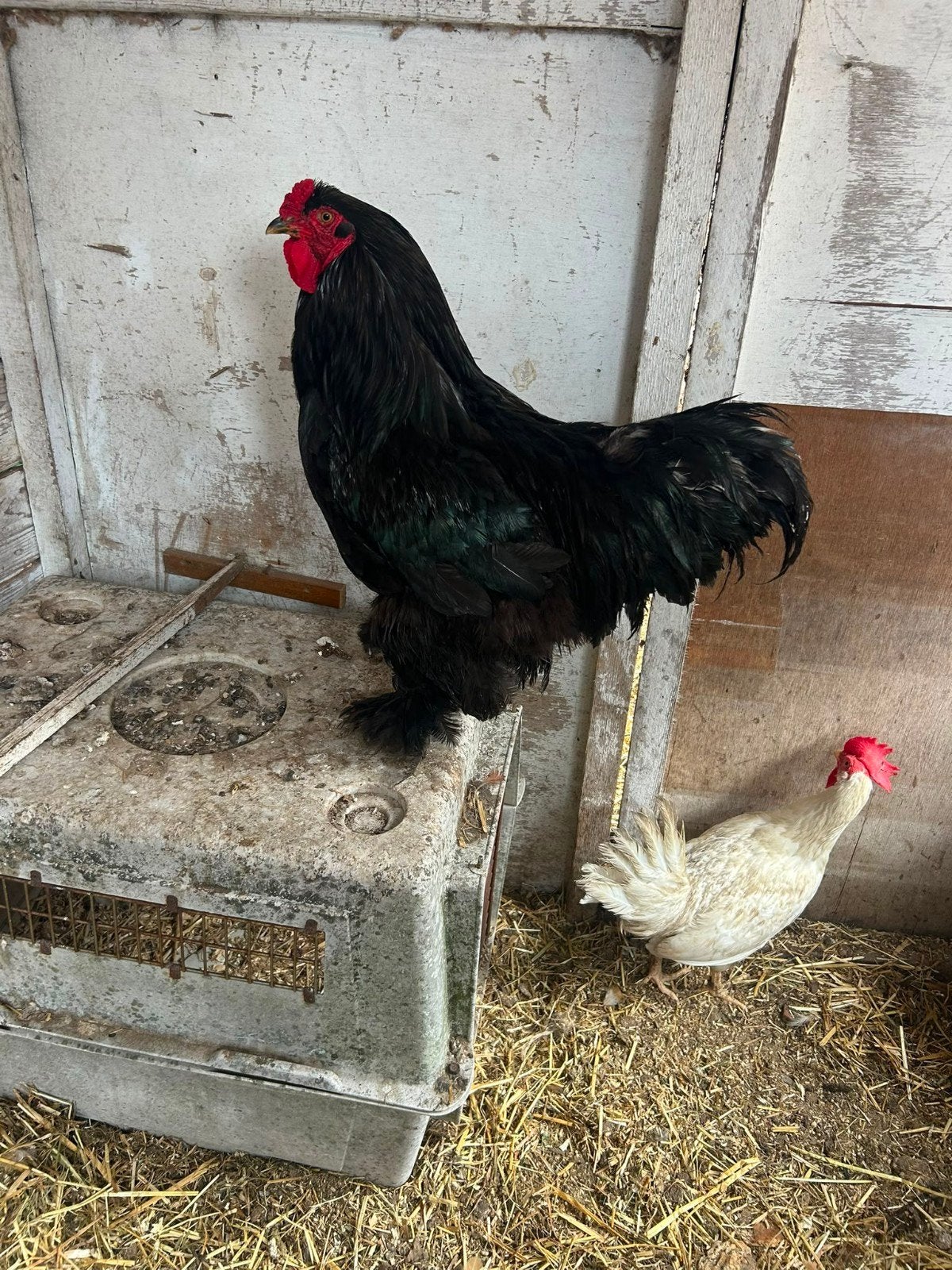 Brahma Haan Groot Ras, Dieren en Toebehoren, Mannelijk, Kip