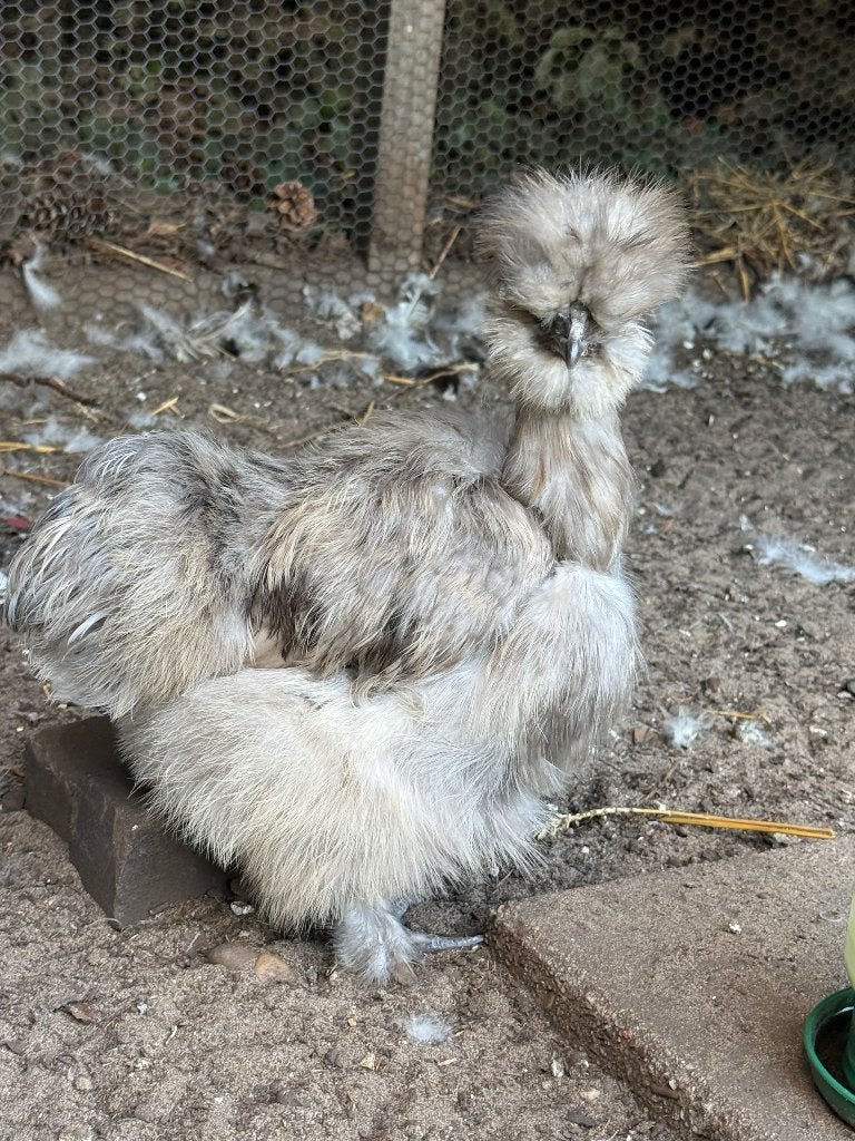 Zijdehoenders gratis op te halen, Dieren en Toebehoren, Pluimvee, Meerdere dieren, Kip