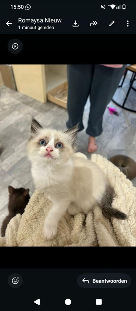 Super Lief Ragdoll katertje ️️❤️❤️ 100 procent Ragdoll, Kater, Ontwormd, 0 tot 2 jaar