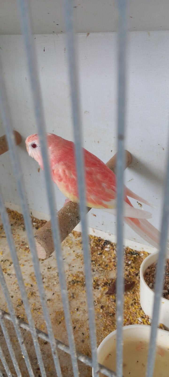 boerke, Meerdere dieren, Parkiet