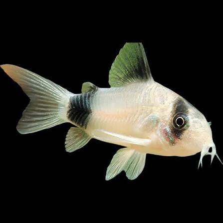Corydora Panda, Dieren en Toebehoren, Vis, Zoetwatervis, Schoolvis