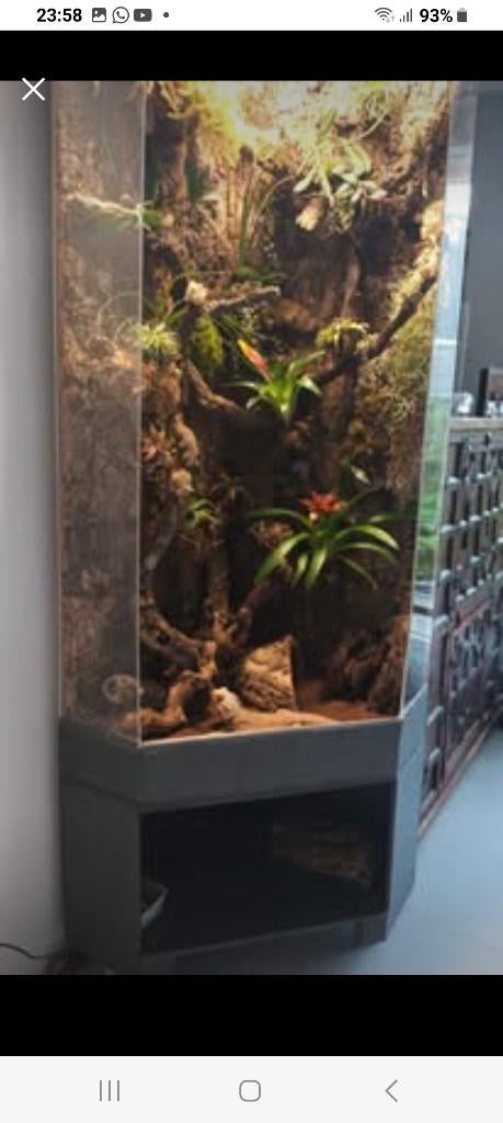 Terrarium/ Air plant trend, Ophalen, Gebruikt, Terrarium of Paludarium