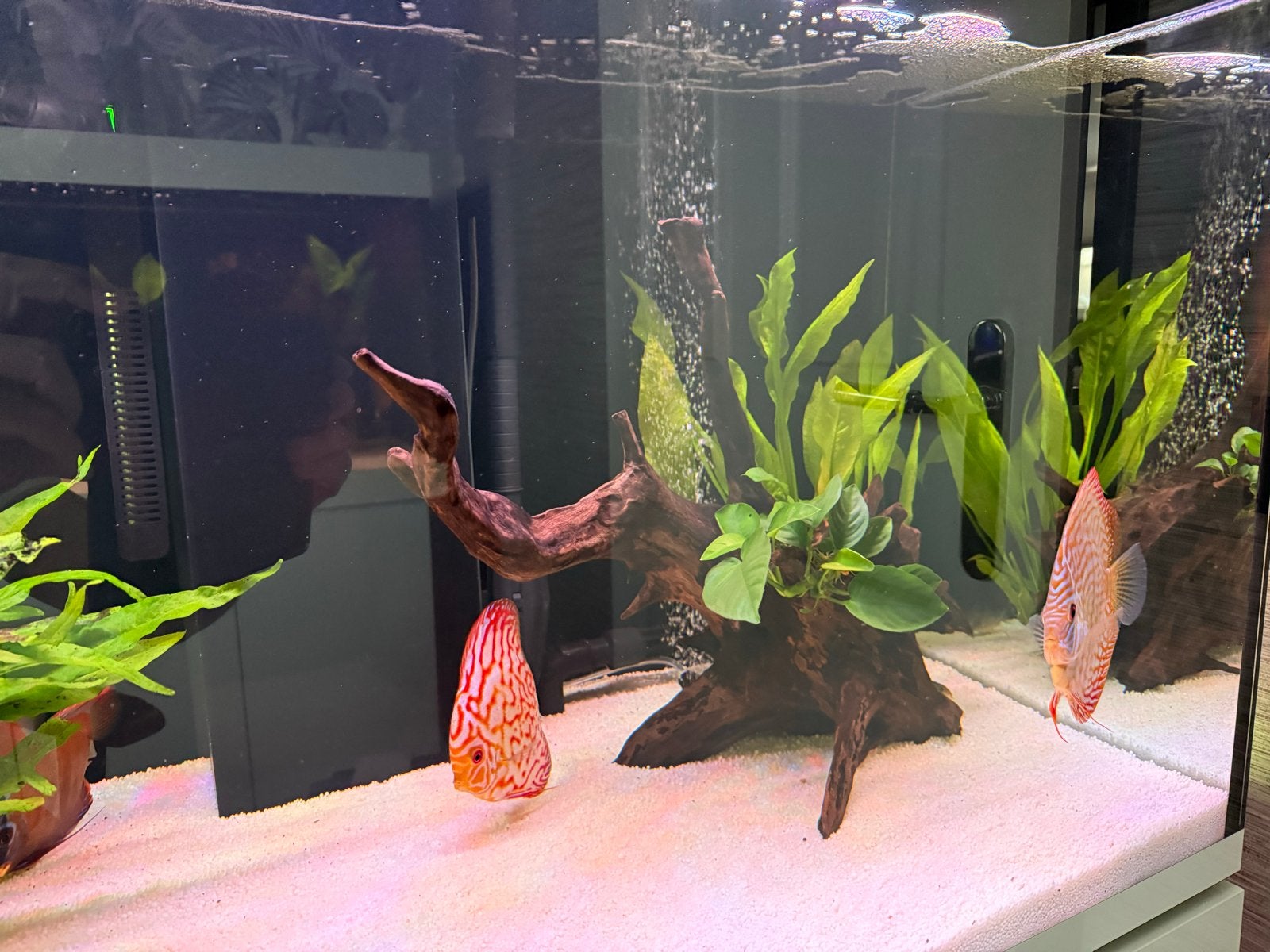 Juwel Rio 350, Ophalen, Gebruikt, Gevuld zoetwateraquarium, Juwel