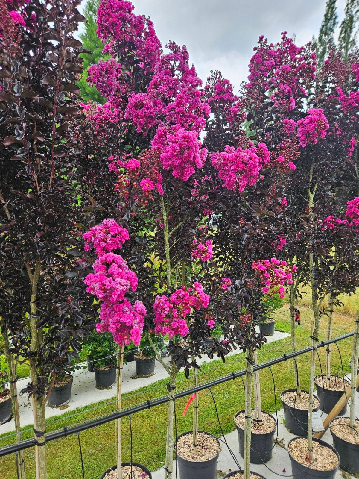 Lagerstroemia indica Raspberry Sorbet / unieke nieuwe soort, Tuin en Terras, Planten | Bomen, 250 tot 400 cm, Zomer, Ophalen, Volle zon