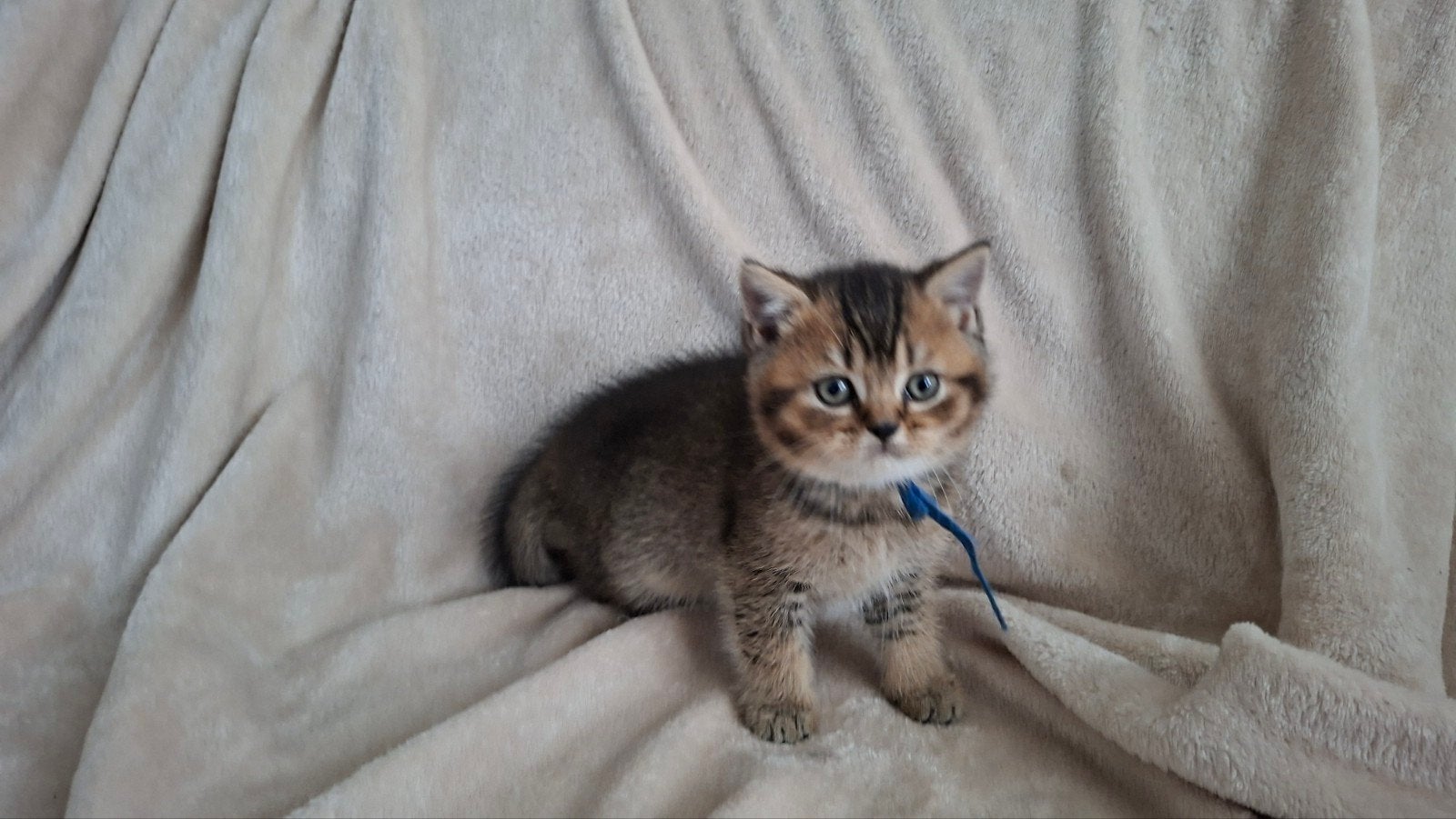 Prachtige Brits Korthaar kittens met stamboom, Dieren en Toebehoren, Katten en Kittens | Raskatten | Korthaar, Meerdere dieren