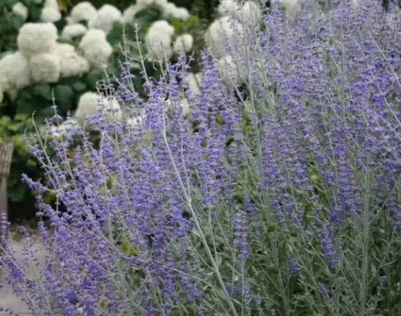 perovskia 'blue spire', Volle zon, Vaste plant, Zomer, Ophalen