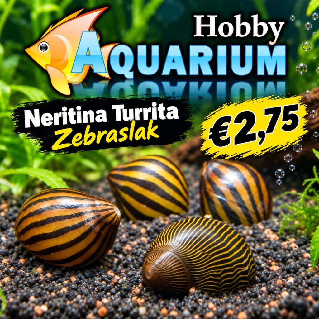 Hobbyaquarium Neritina Turrita / Zebraslak / algeneters, Dieren en Toebehoren, Slak of Weekdier, Zoetwatervis