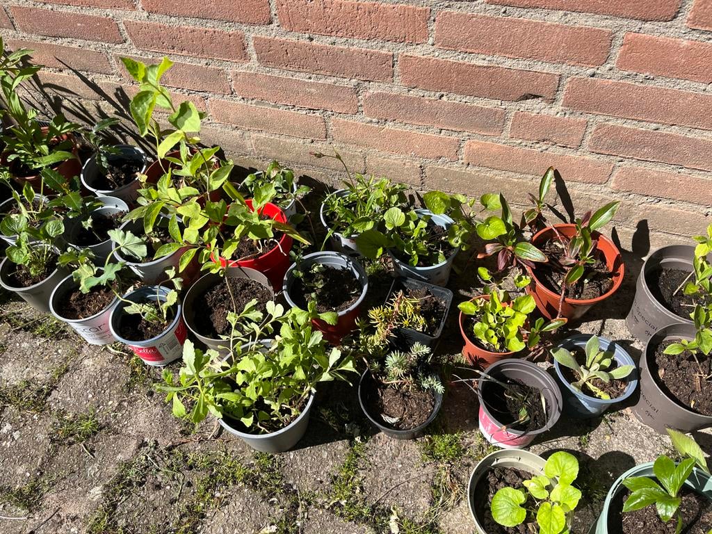 Diverse buiten planten en stekjes te koop, Volle zon, Vaste plant, Lente, Ophalen
