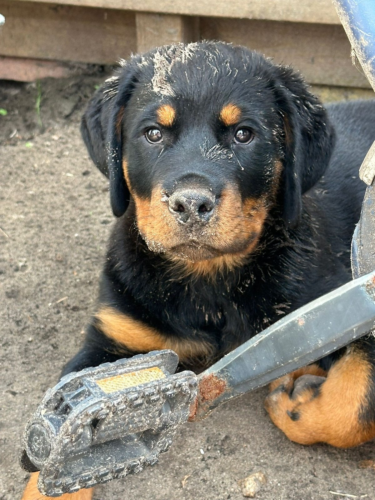 Grote, lieve Rottweiler pup reu(12 weken)zoekt gouden mandje, Dieren en Toebehoren, Honden | Niet-rashonden, Reu, 8 tot 15 weken