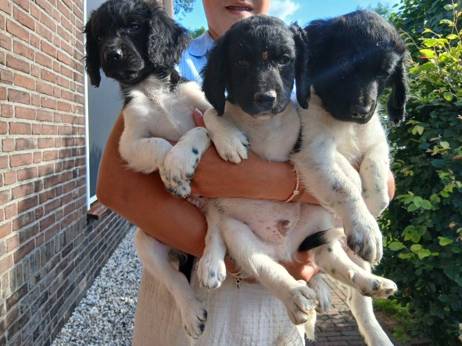 Friese Stabij pups, Overige rassen, Meerdere, Meerdere dieren, Nederland