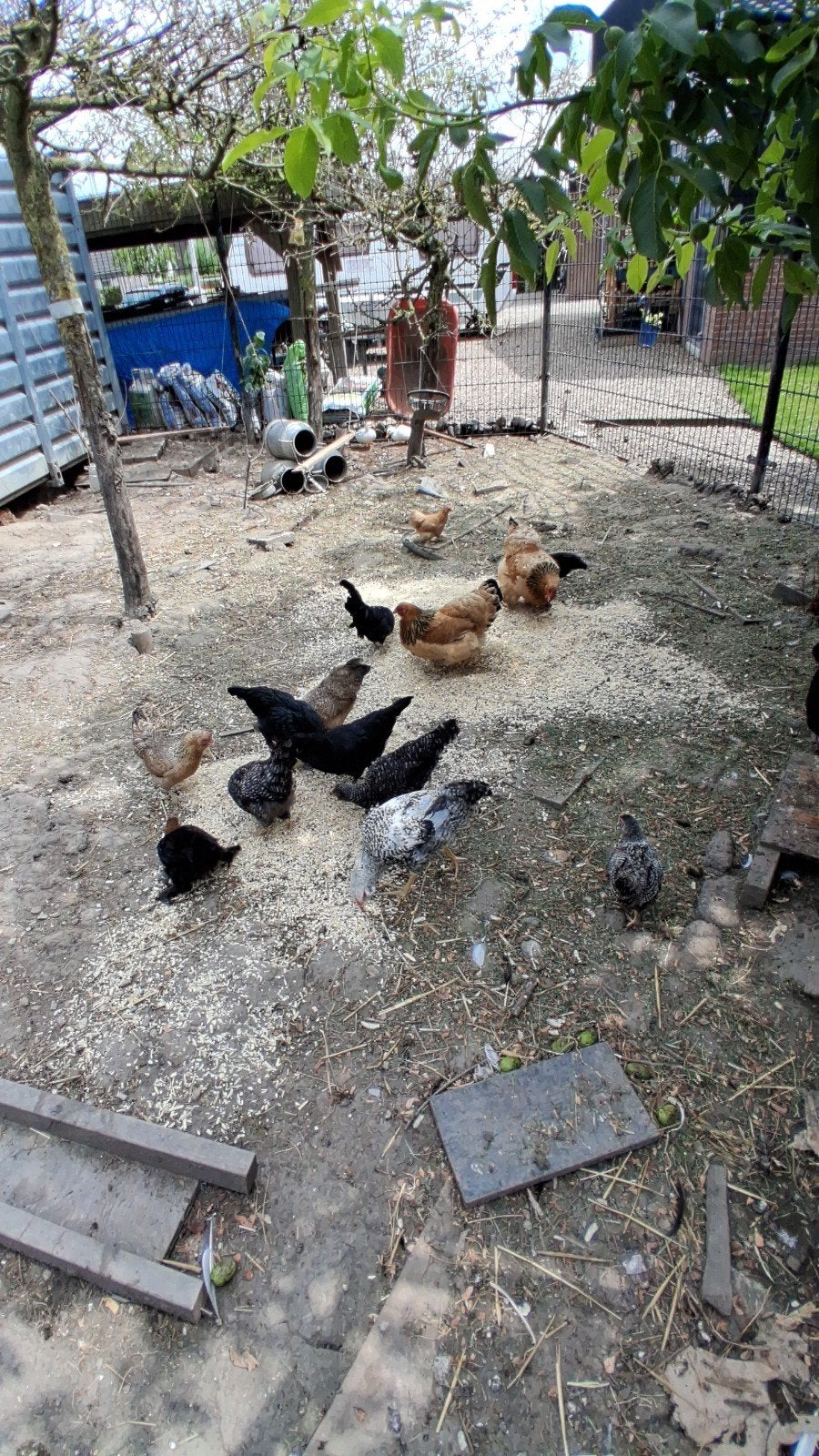 Broedeieren, bevruchte eieren, Dieren en Toebehoren, Pluimvee, Geslacht onbekend, Kip