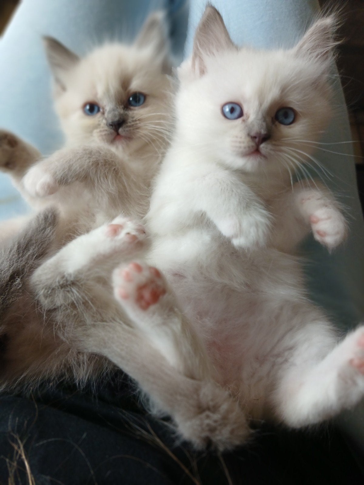 Nog 1 Ragdoll poesje. Raszuiver en 100% Knuffel garantie!, Poes, Ontwormd, 0 tot 2 jaar