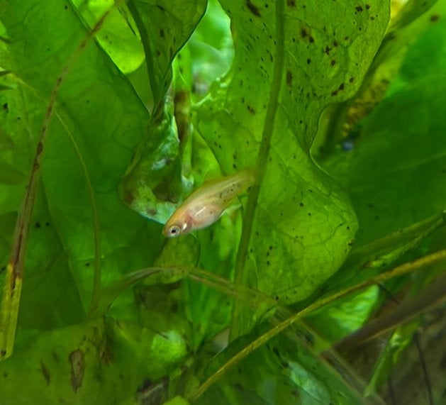 Super mooie baby platy’s, Dieren en Toebehoren, Vissen | Aquariumvissen, Vis