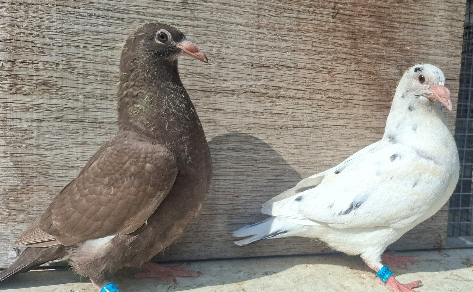 Bruin en zwartipper postduiven, Dieren en Toebehoren, Meerdere dieren, Gans of Zwaan