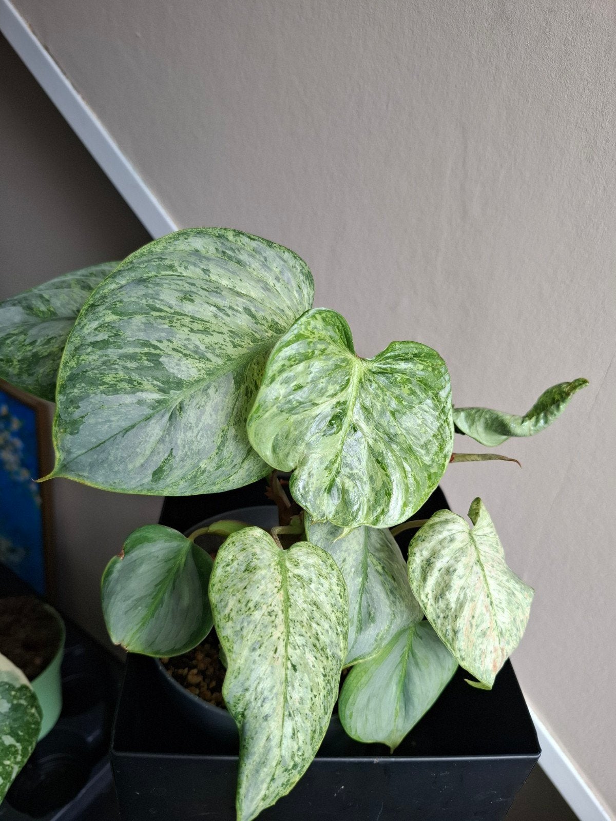 philodendron sodiroi variegata, Huis en Inrichting, Kamerplanten, Ophalen, Halfschaduw, Minder dan 100 cm