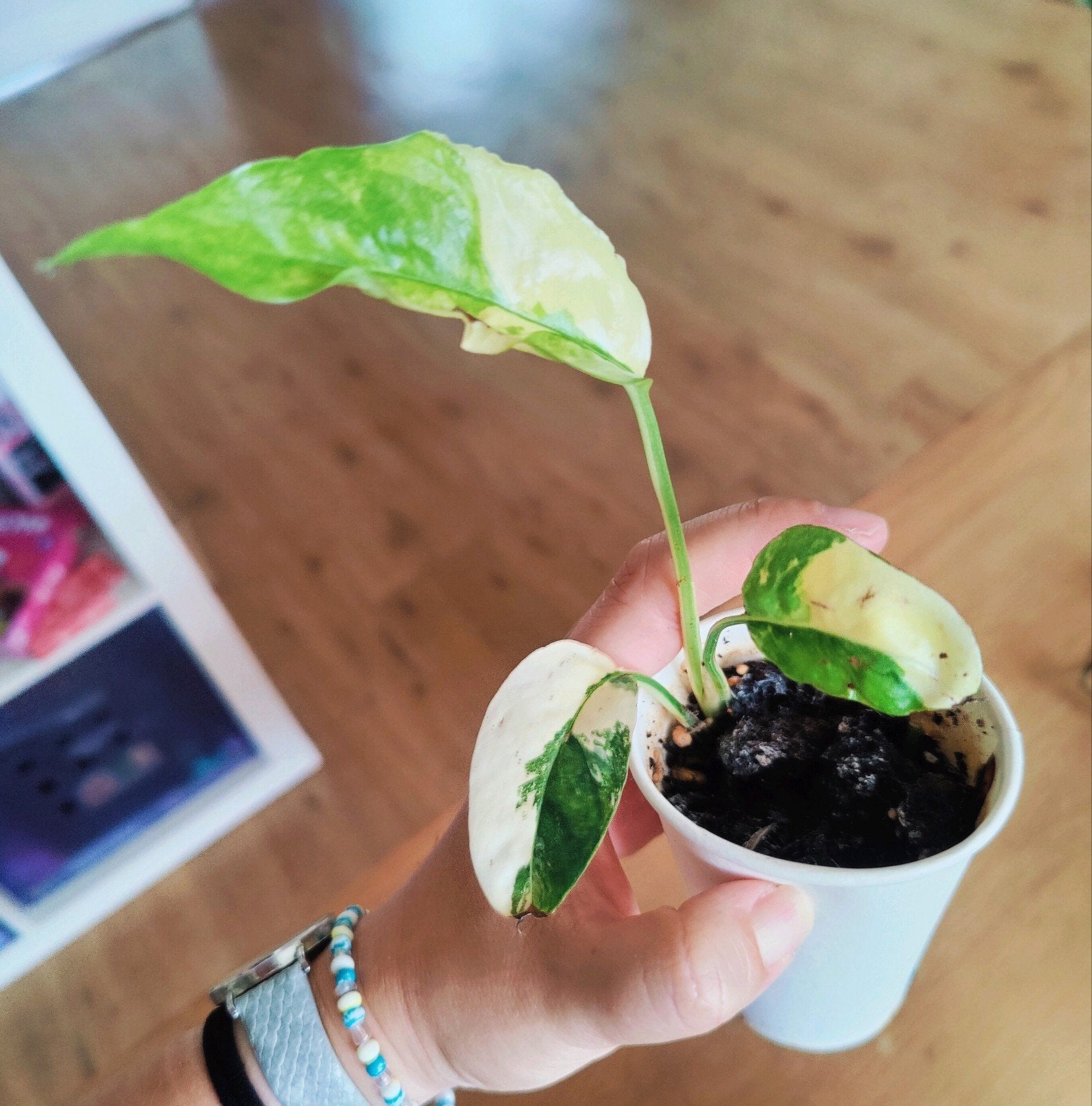 Epipremnum pinnatum variegata, Ophalen, Halfschaduw, Minder dan 100 cm