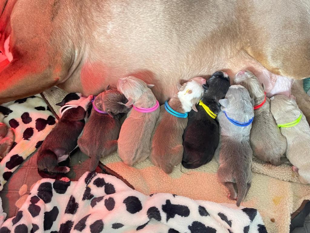 Prachtig nest Bully XL American stafford pups, 8 tot 15 weken, Meerdere, Meerdere dieren, Middel