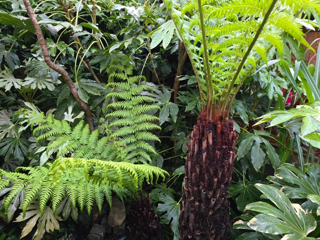 Boomvaren Dicksonia antarctica - Winterharde Varen, Vaste plant, Varens, Ophalen of Verzenden, Bloeit niet