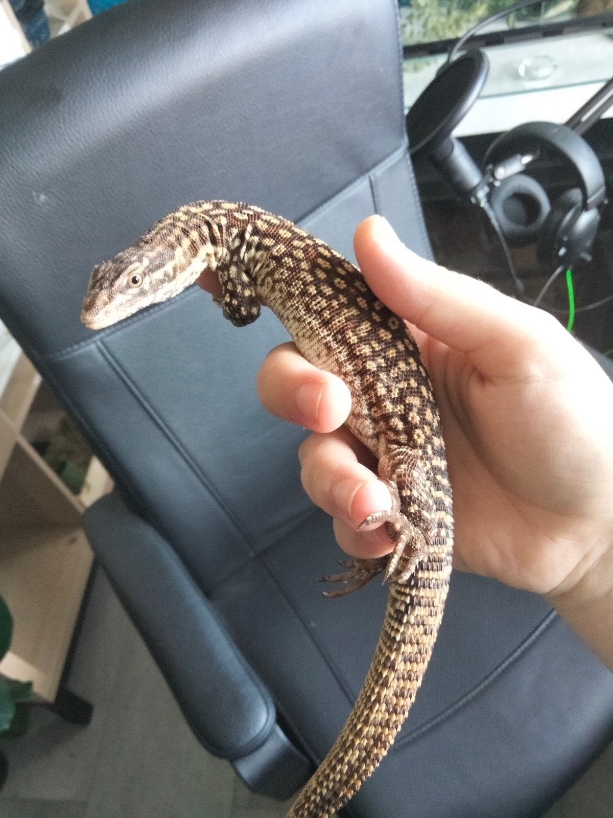 1.0 Varanus Acanthurus, Stekelstaart varaan., Dieren en Toebehoren, Tam, 0 tot 2 jaar