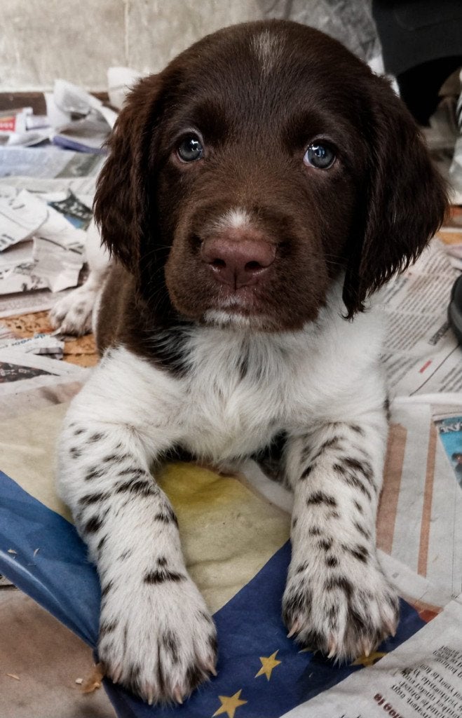 Heidewachtel, Kleine Münsterländer Reutje pup beschikbaar, Dieren en Toebehoren, Honden | Setters en Staande honden, 8 tot 15 weken