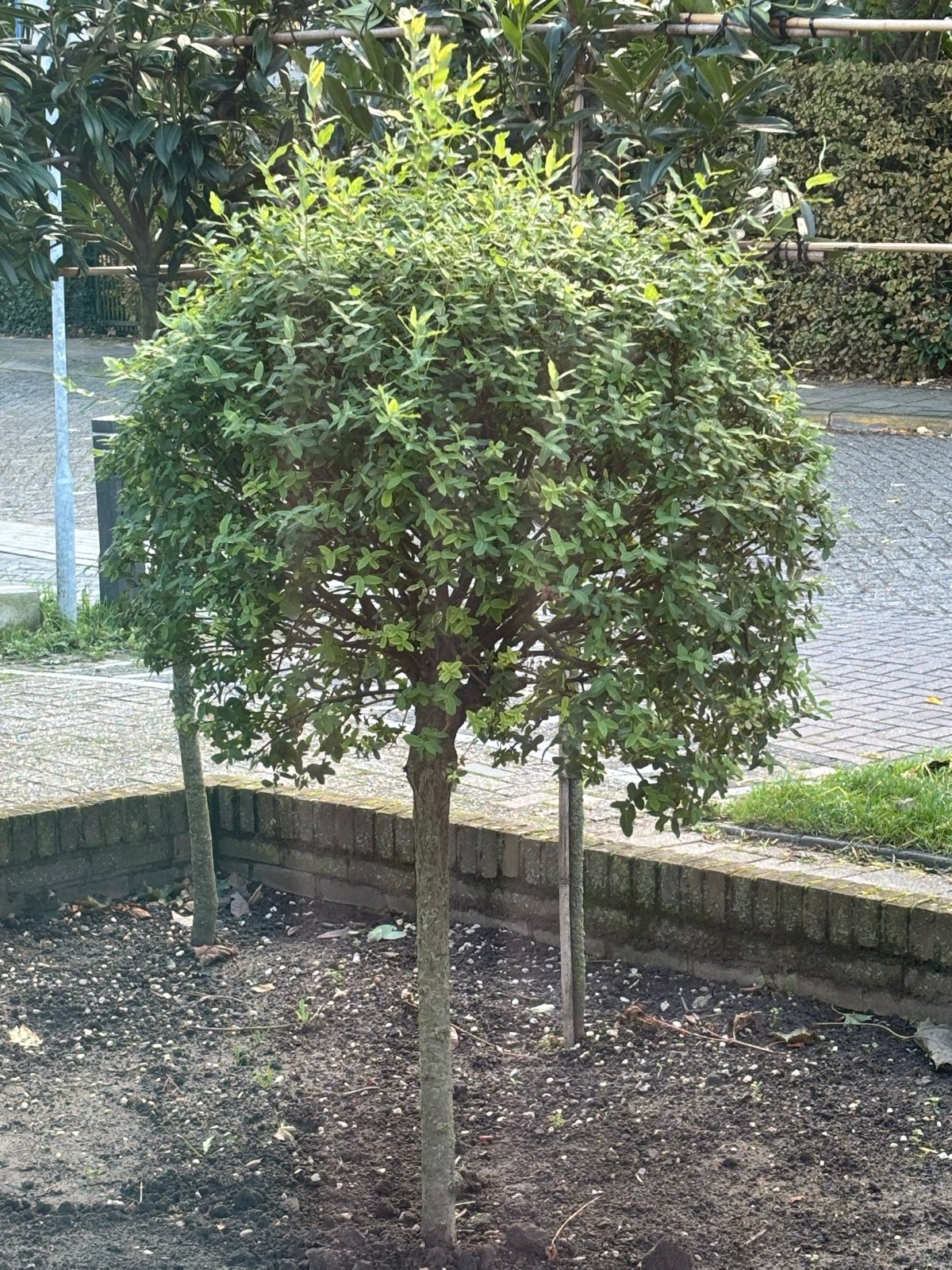 Mooi salix boompje te koop, Tuin en Terras, Lente, 100 tot 250 cm, Ophalen, Volle zon