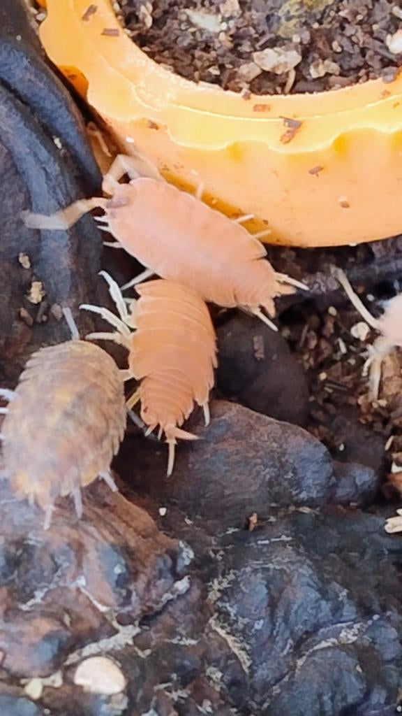 Isopods, Dieren en Toebehoren, Overige soorten