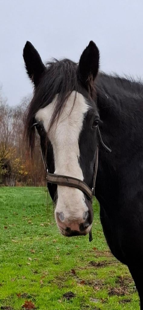 Shire merrie, Dieren en Toebehoren, Paarden, Merrie, 175 cm of meer, Met stamboom, Onbeleerd