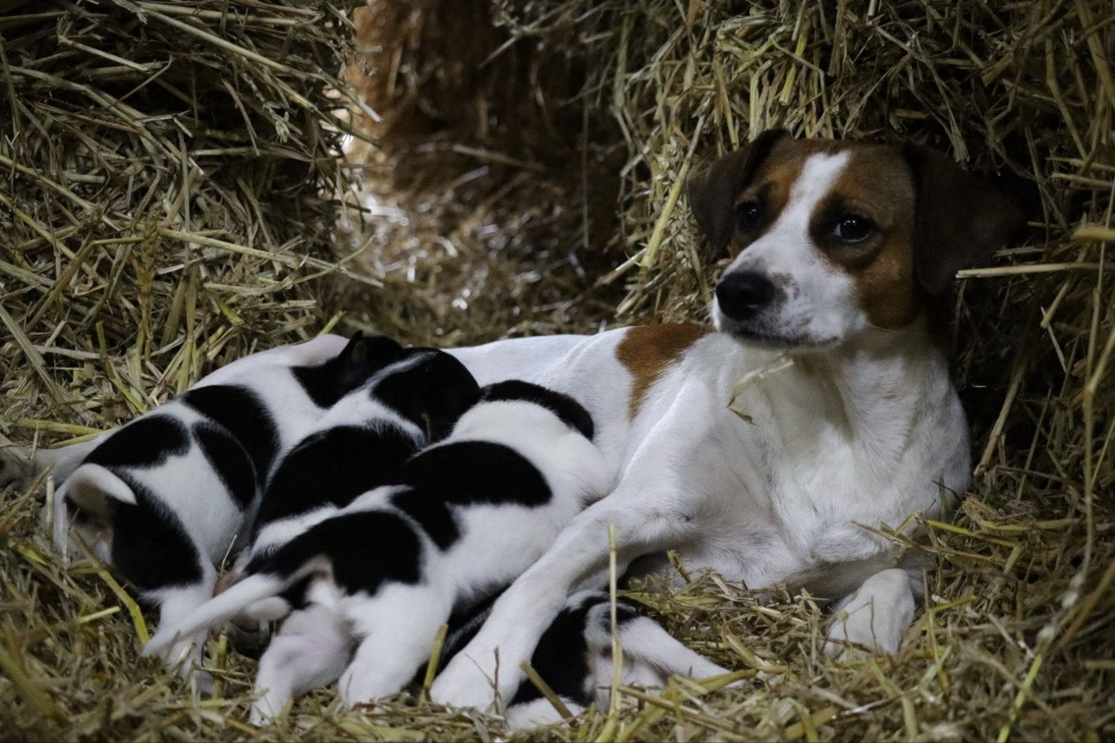 Boerenfox pups, 8 tot 15 weken, Meerdere, Meerdere dieren, Nederland