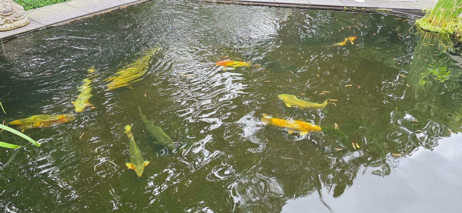 Groep van 11 grote Koi karpers (o.a. Jumbo 90 cm), Dieren en Toebehoren, Vissen | Vijvervissen, Karper of Koi
