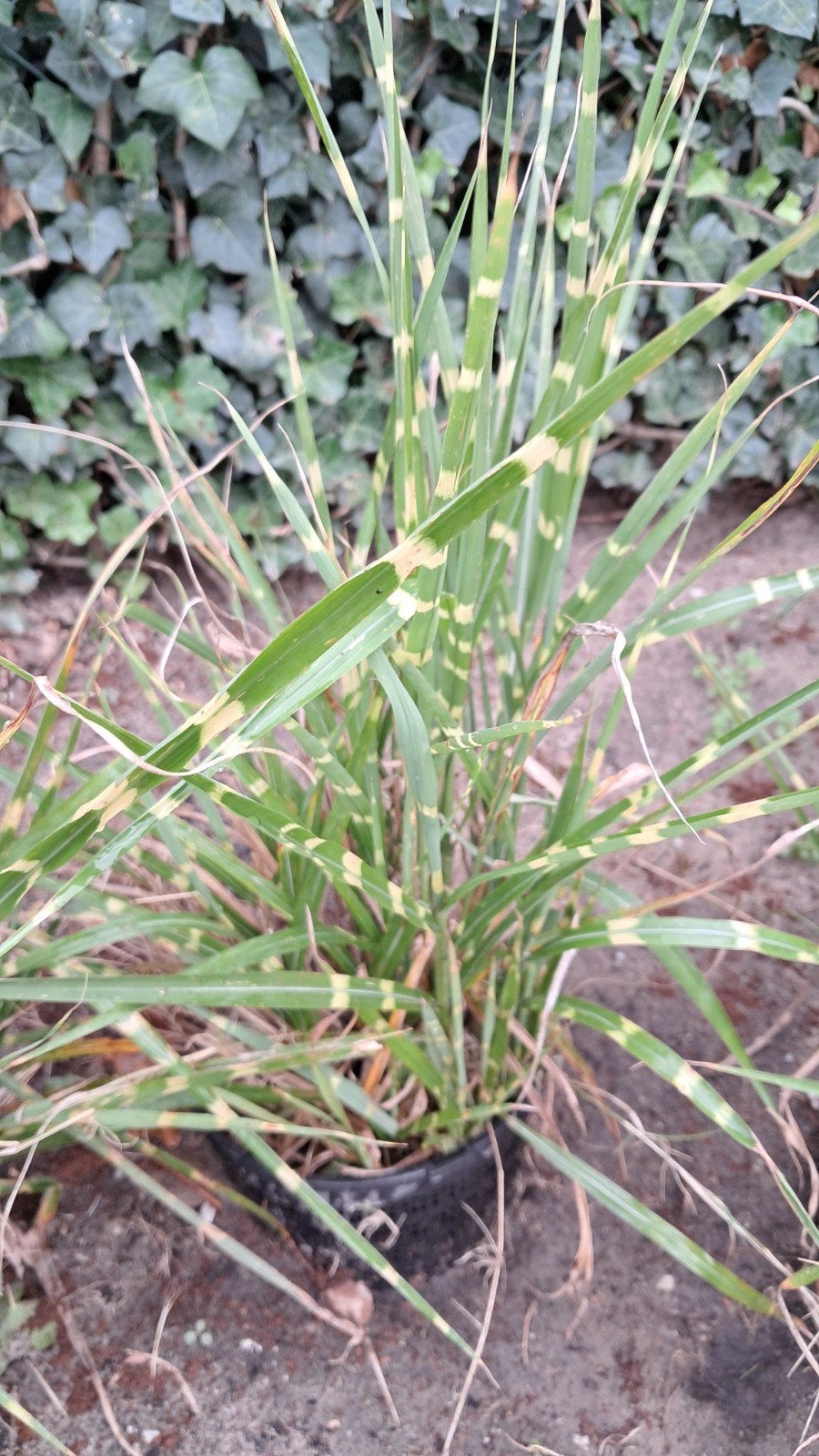 Siergras met Gele Strepen - Vaste Plant tijgergras, Ophalen, Volle zon, Vaste plant, Siergrassen