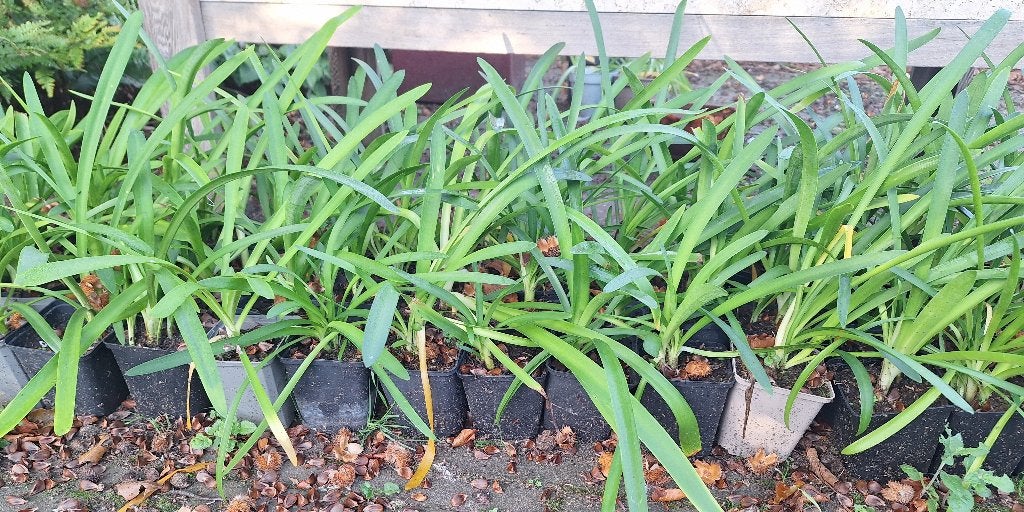 agapanthus zaailingen, Tuin en Terras, Volle zon, Vaste plant, Zomer, Ophalen