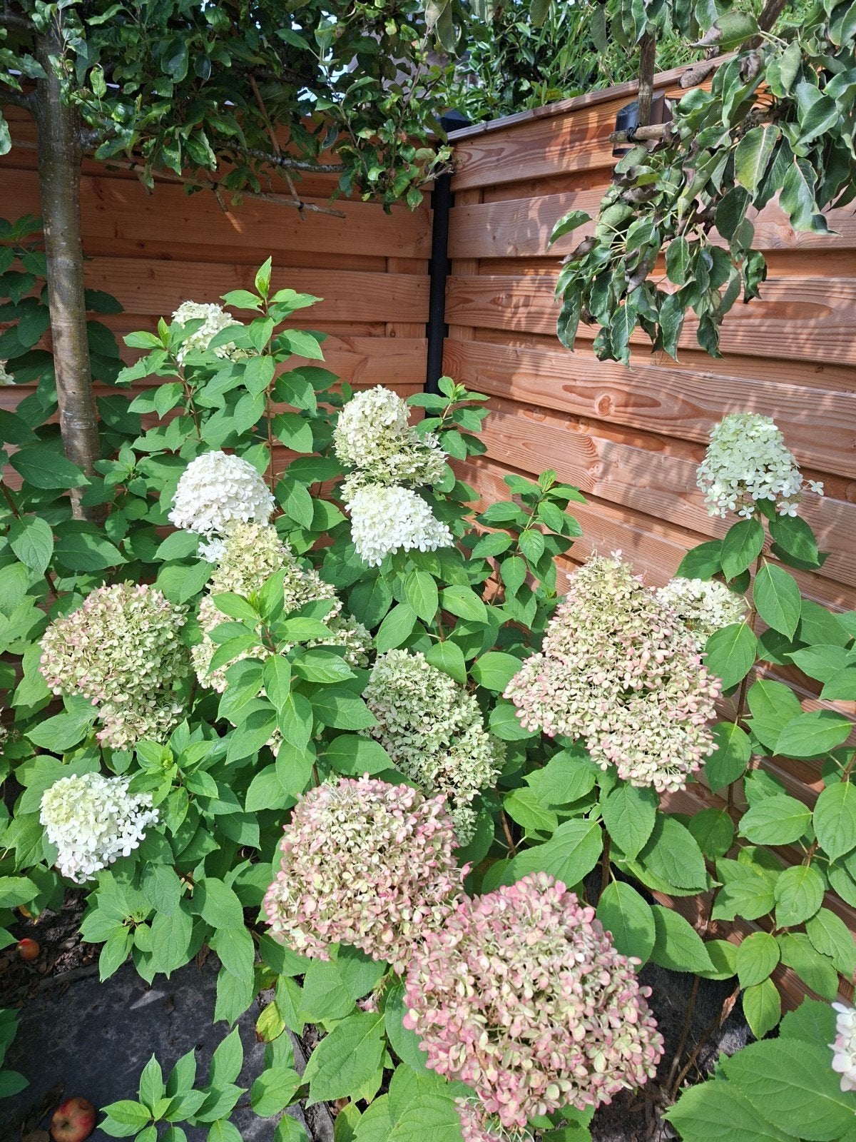 Hortensia 'Limelight'  Grote bloemen, makkelijk te verzorgen, Vaste plant, Halfschaduw, Zomer, Ophalen
