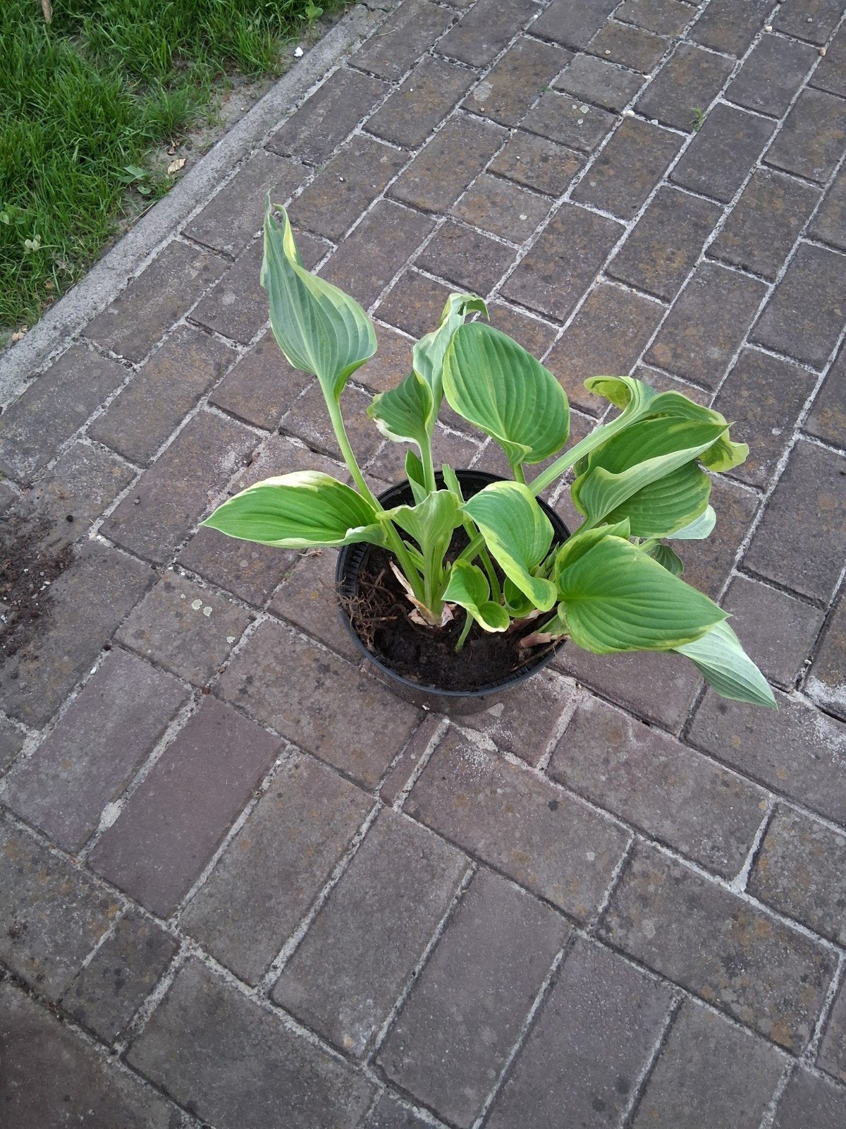 Hosta - Prachtige bladplant voor schaduwrijke plekken, Tuin en Terras, Vaste plant, Halfschaduw, Zomer, Ophalen