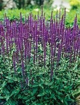 Salvia Caradonna in 2 liter pot, Tuin en Terras, Planten | Tuinplanten, Ophalen, Overige soorten, Halfschaduw