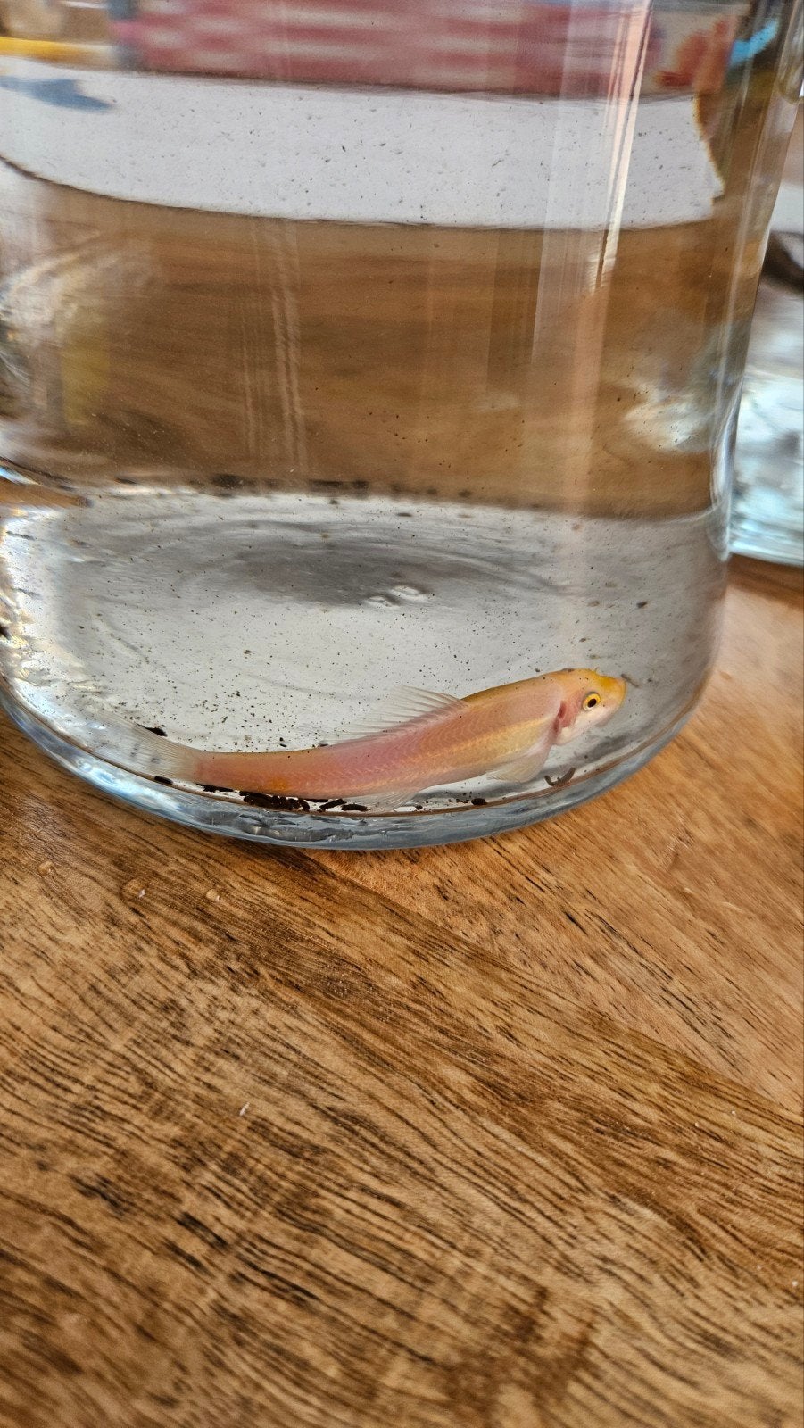 Gouden algeneter – gratis, Dieren en Toebehoren, Vissen | Aquariumvissen, Vis