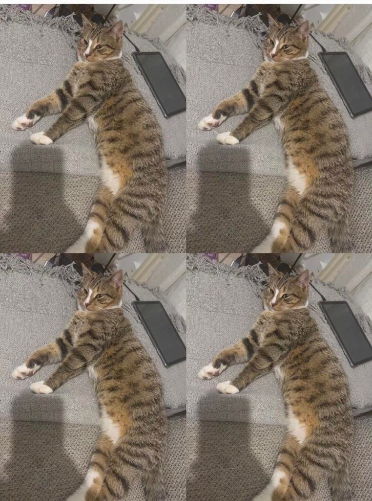 Katten te koop, Dieren en Toebehoren, Katten en Kittens | Overige Katten, Poes, 0 tot 2 jaar