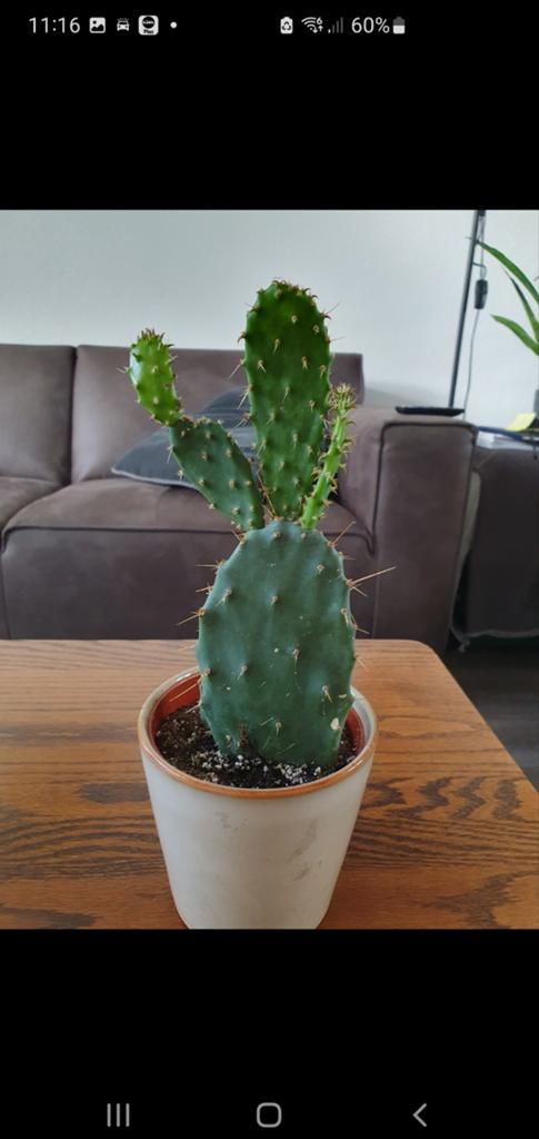 Mooie, goed groeiende schijfcactus (Opuntia), Ophalen of Verzenden, Cactus, Minder dan 100 cm, Volle zon