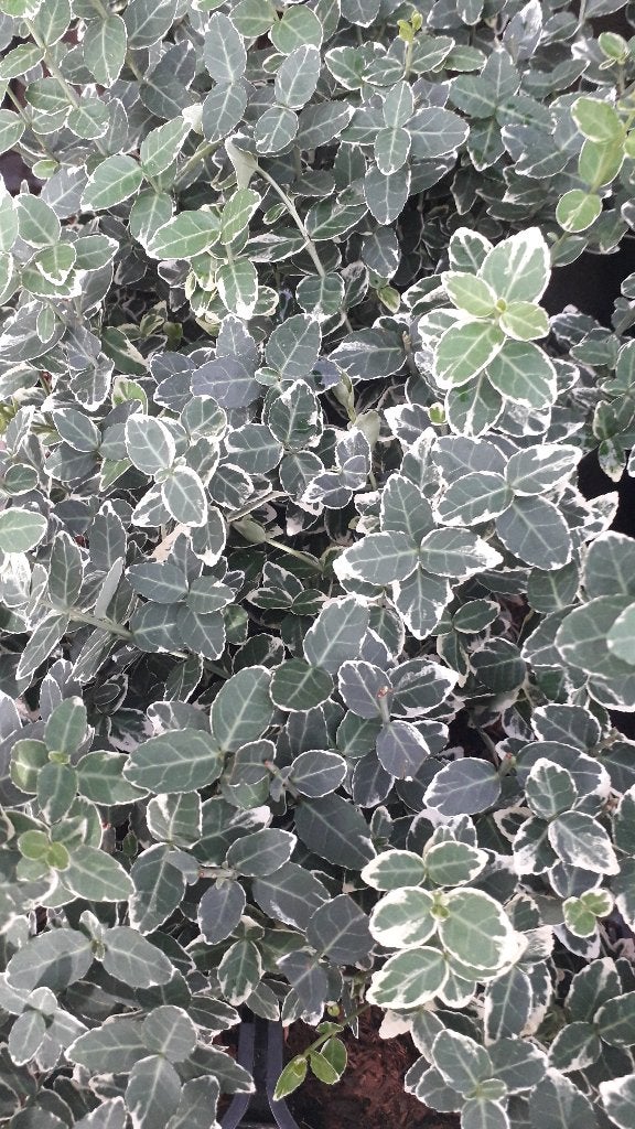 Restpartij 30 zilverbonte groenblijvende Euonymus  € 150, Tuin en Terras, Planten | Struiken en Hagen, Ophalen of Verzenden, Overige soorten