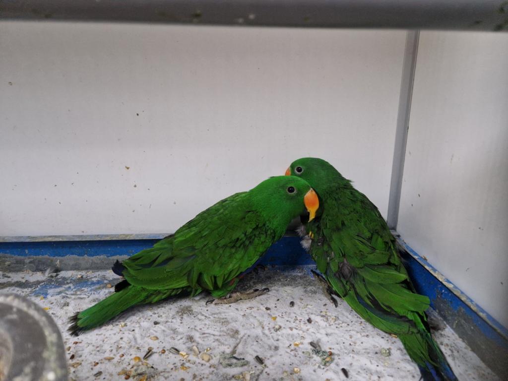 Edelpapegaai mannen, Dieren en Toebehoren, Vogels | Parkieten en Papegaaien, Mannelijk, Parkiet, Geringd