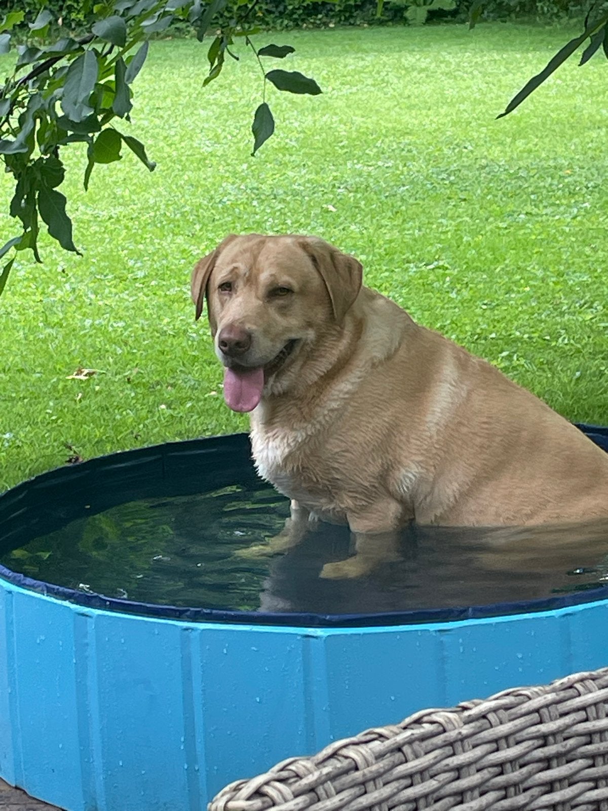 Honden, Dieren en Toebehoren, Honden | Niet-rashonden, Reu, CDV (hondenziekte), Groot, Eén hond