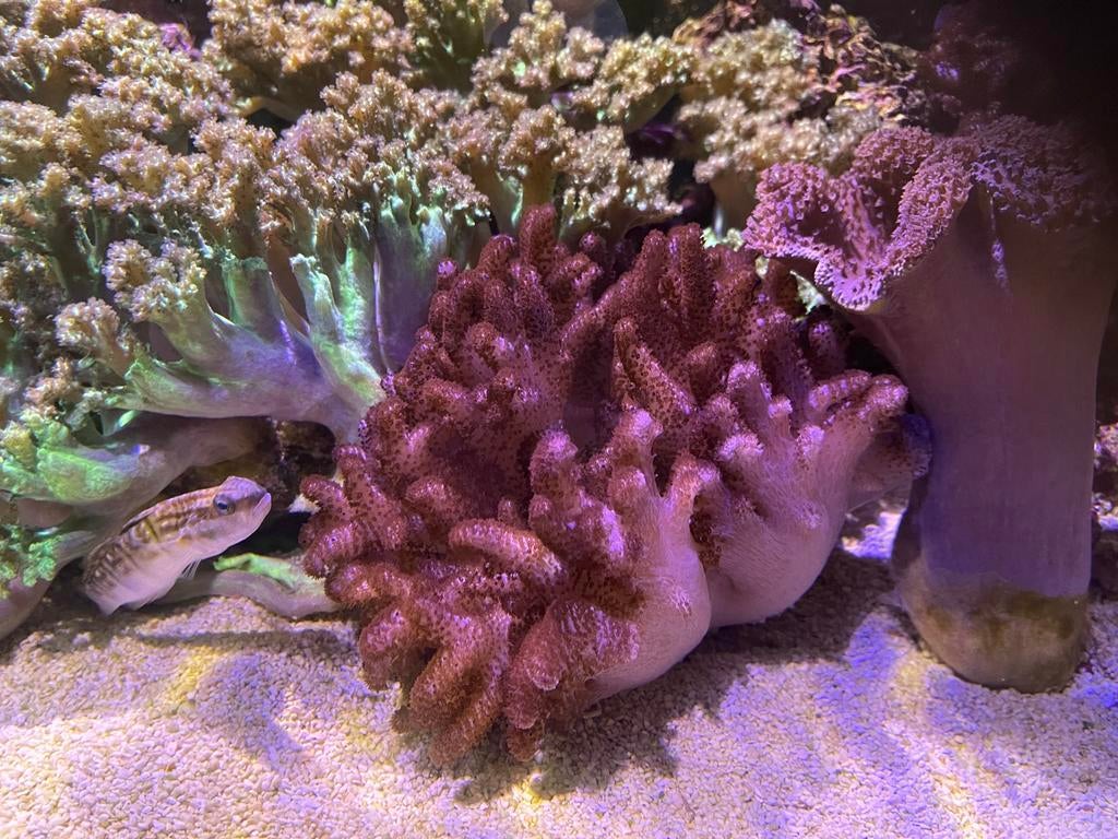 Cladiella Halversoni – Frag – Mini Reef Lab, Dieren en Toebehoren