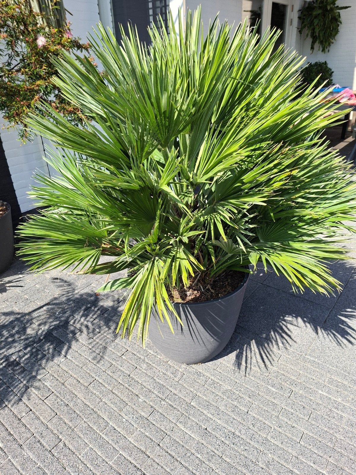 Chamaerops Vulcano in pot!, Tuin en Terras, Overige soorten, Volle zon, Vaste plant, Ophalen of Verzenden