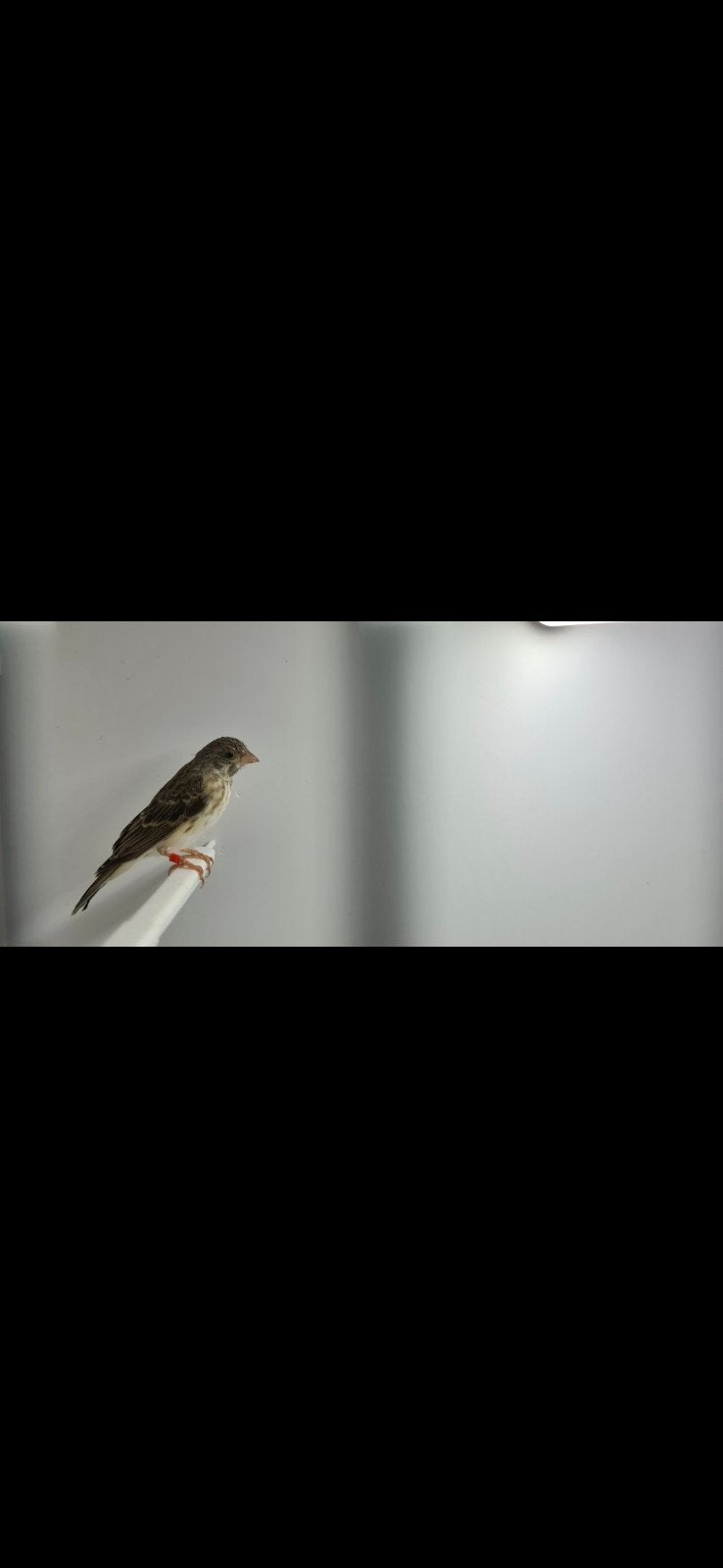 Edelzanger man, Dieren en Toebehoren, Mannelijk