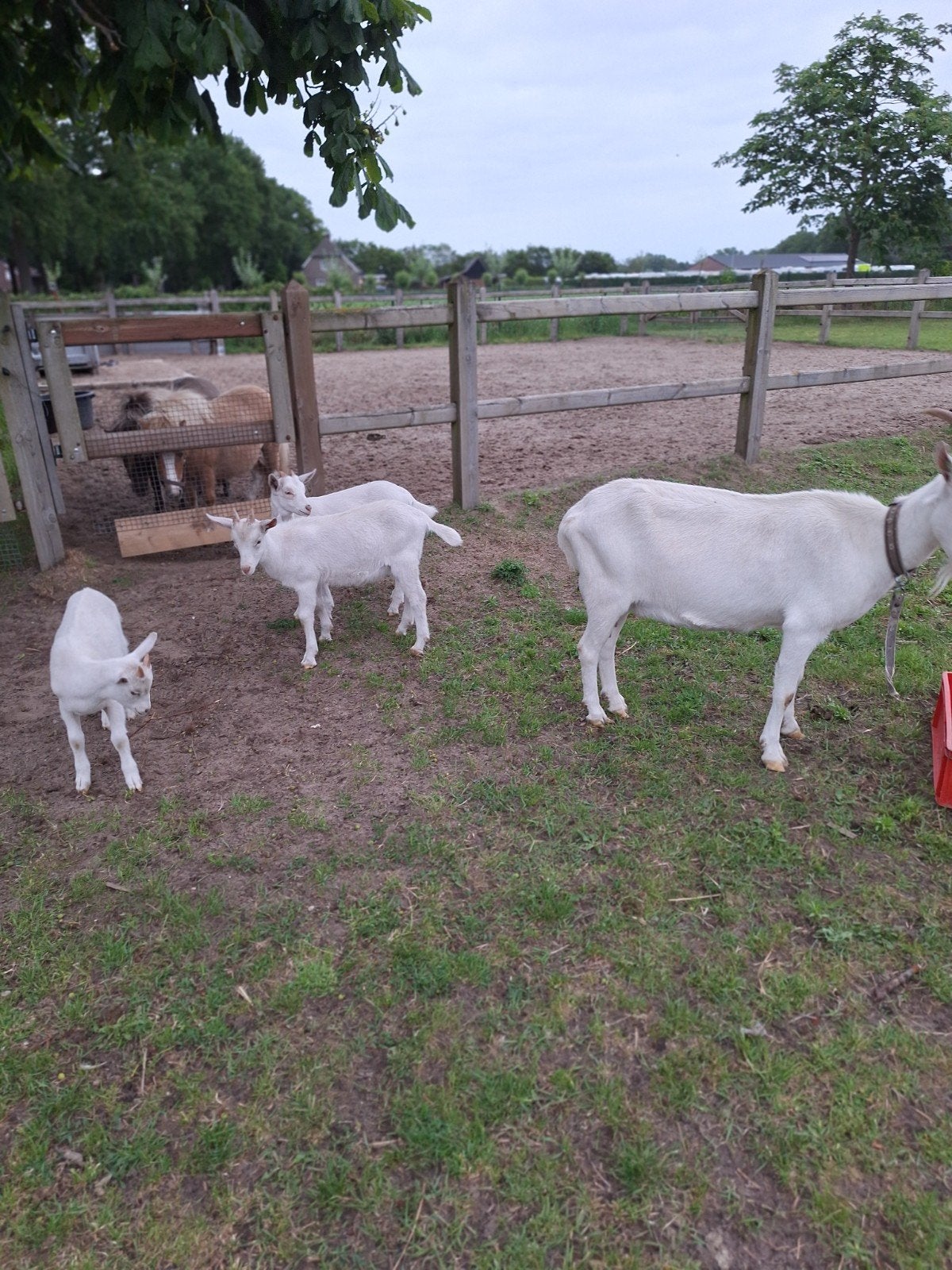 Melkgeit met 2 jonge, Dieren en Toebehoren, Schapen, Geiten en Varkens, Meerdere dieren, Geit