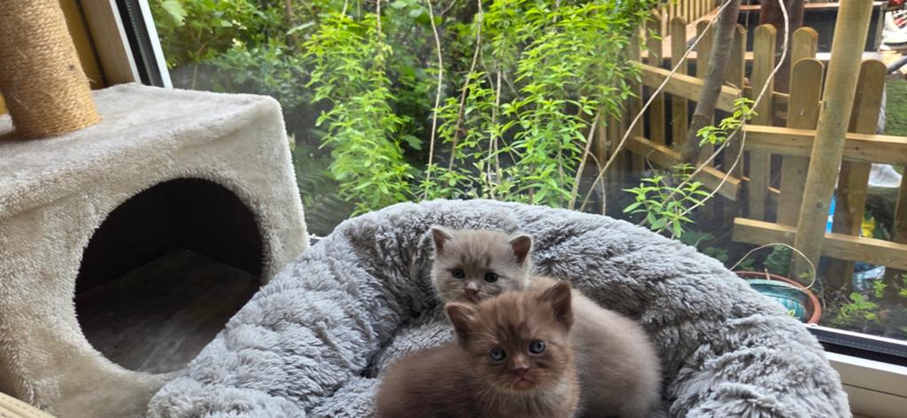 Britse korthaar, Meerdere dieren, 0 tot 2 jaar