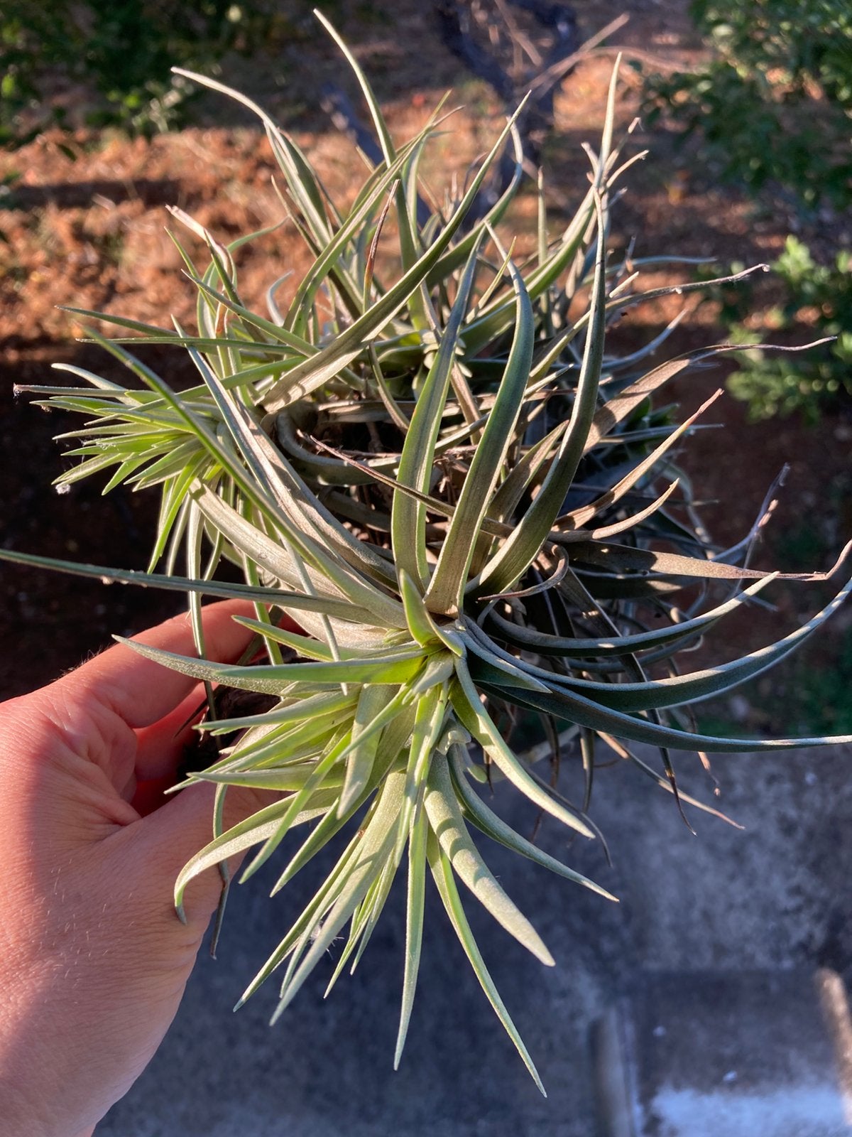 Tillandsia aeranthos uit Portugal, Ophalen of Verzenden, Vaste plant, Overige soorten, Volle zon