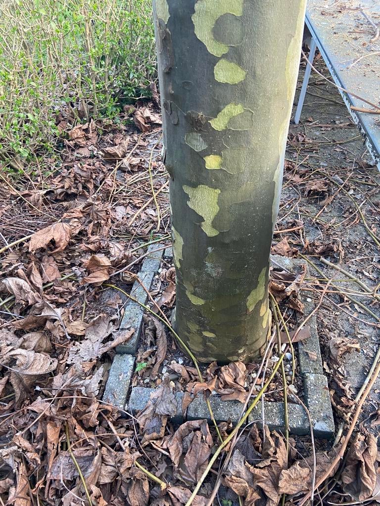 Dakplataan gratis af te halen, Tuin en Terras, Ophalen, Volle zon, Overige soorten